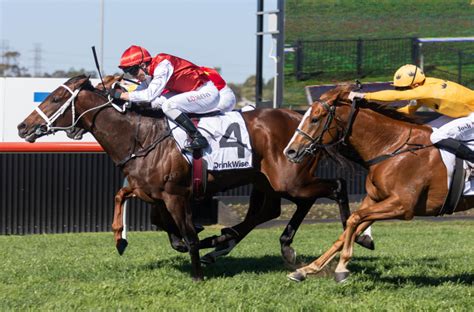 murwillumbah races|murwillumbah cup 2022.